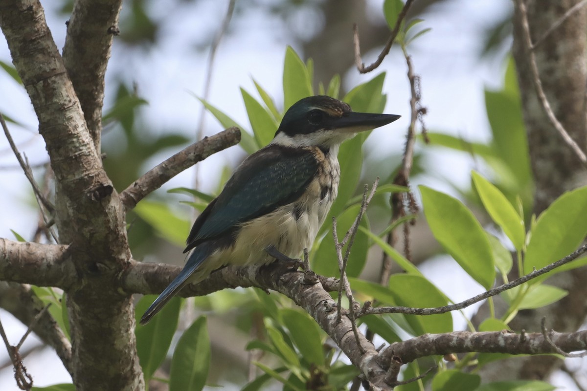 Forest Kingfisher - ML630599922