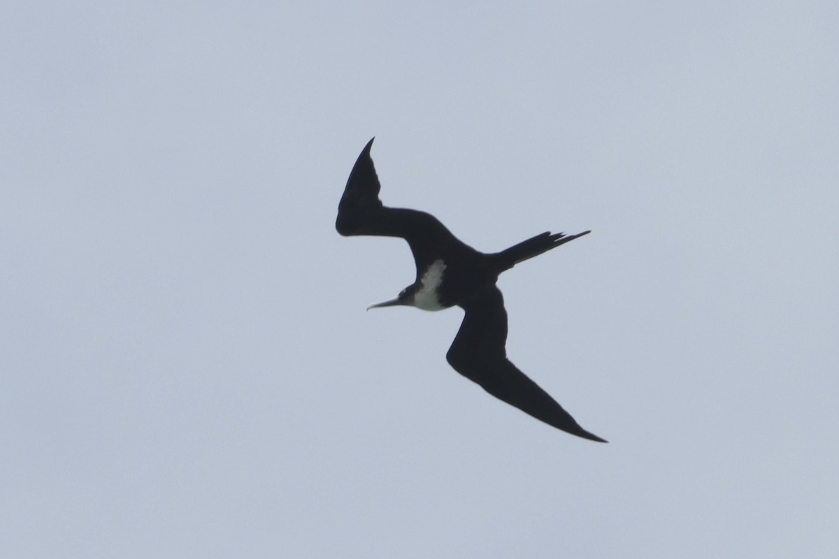 Great Frigatebird - ML630599982