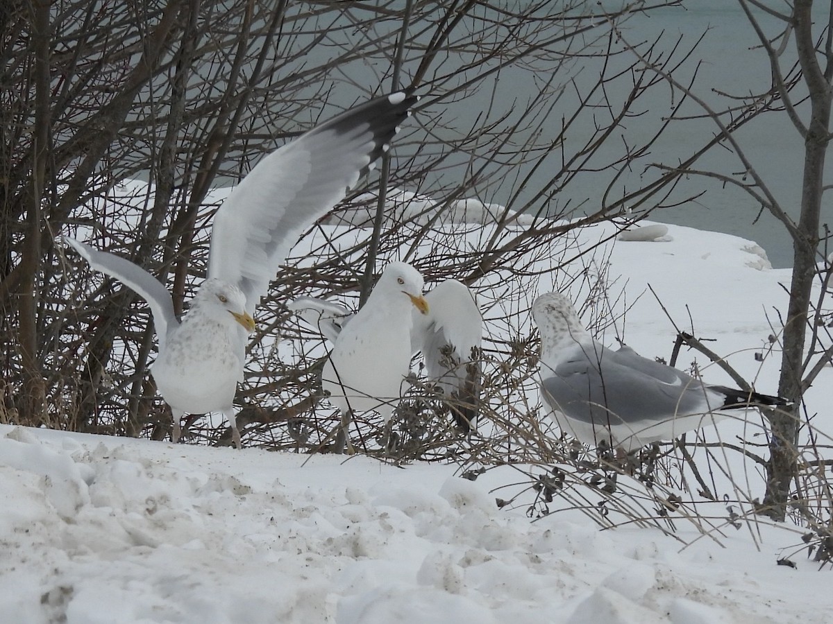 American Herring Gull - ML630600069
