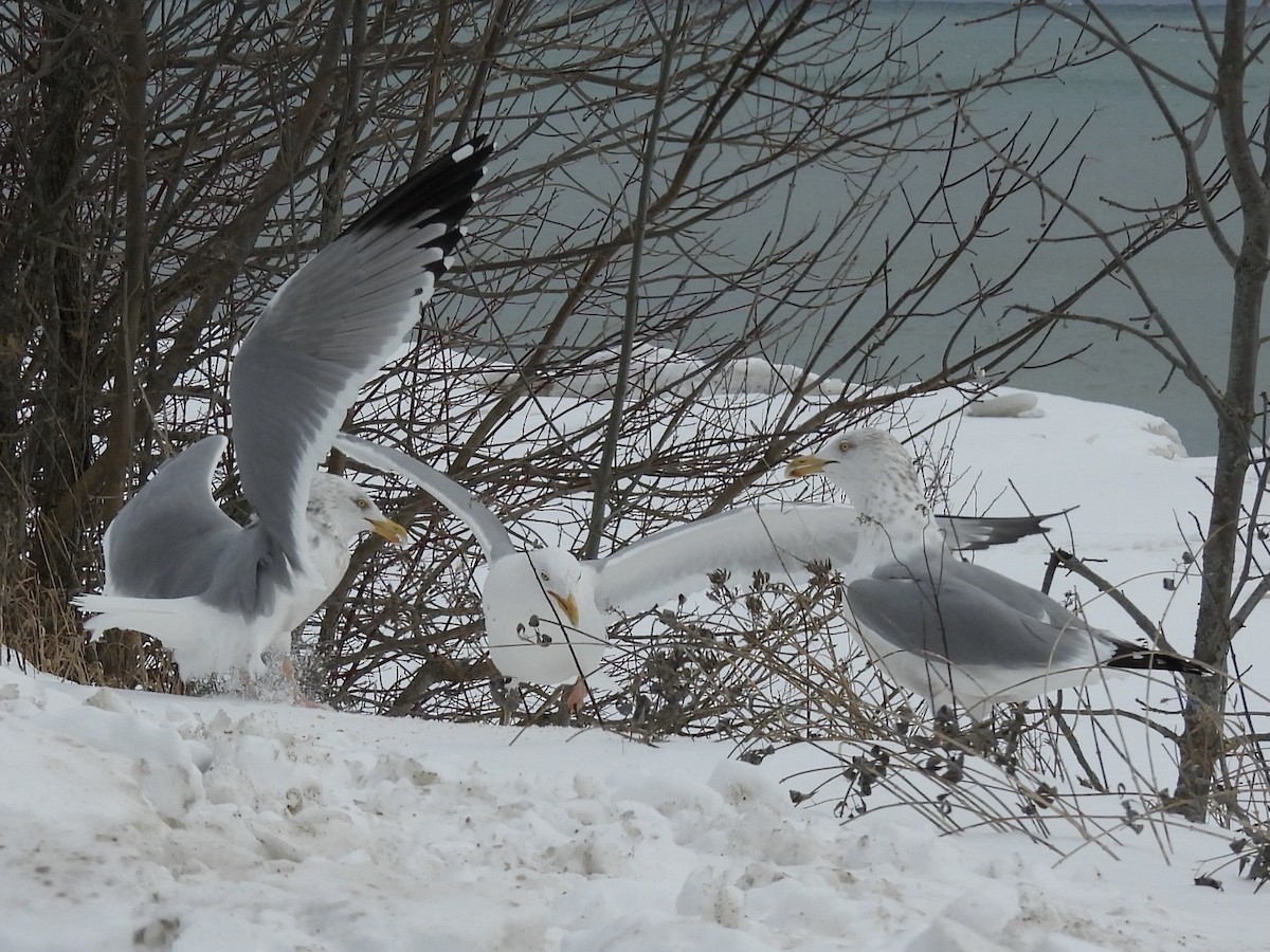 American Herring Gull - ML630600070