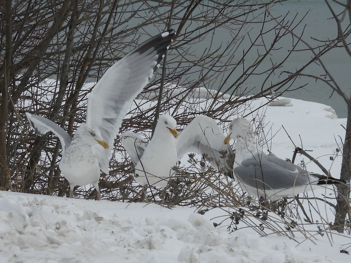 American Herring Gull - ML630600071