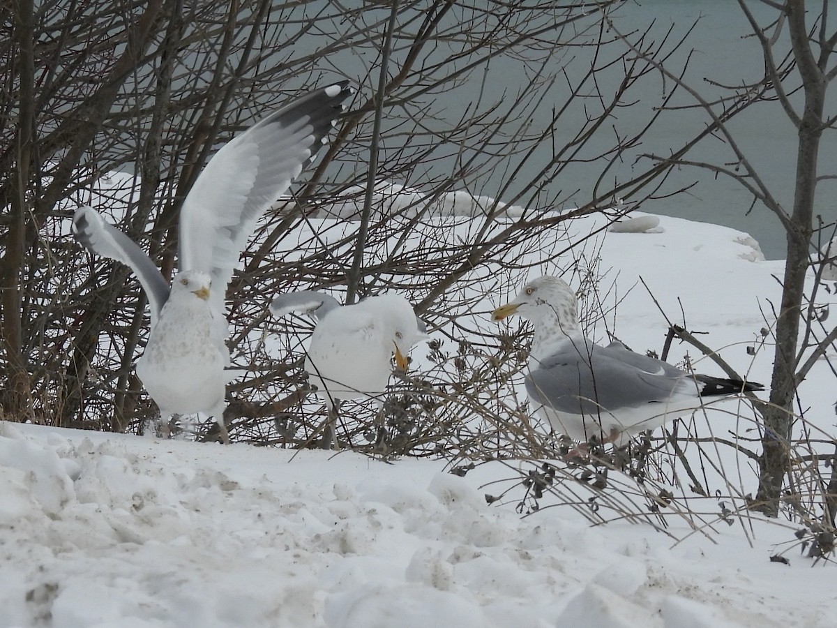 American Herring Gull - ML630600073