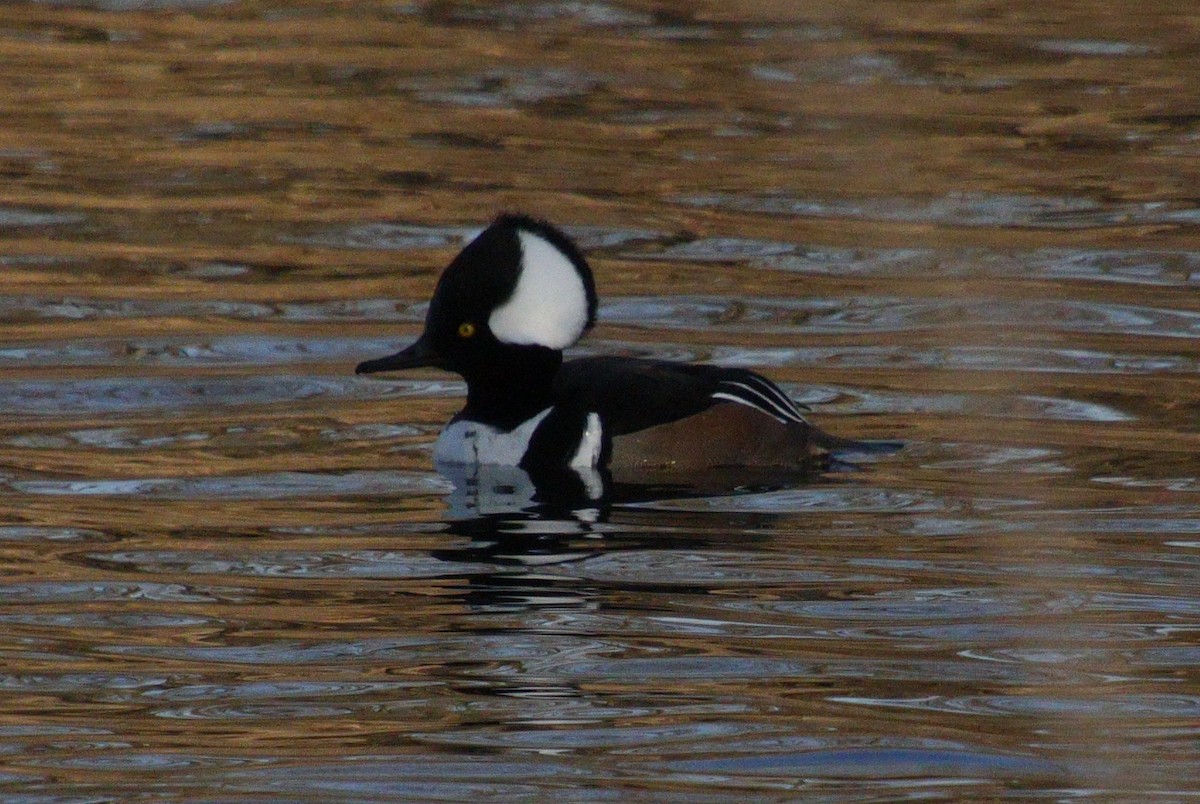 מרגון מקושט - ML630600074