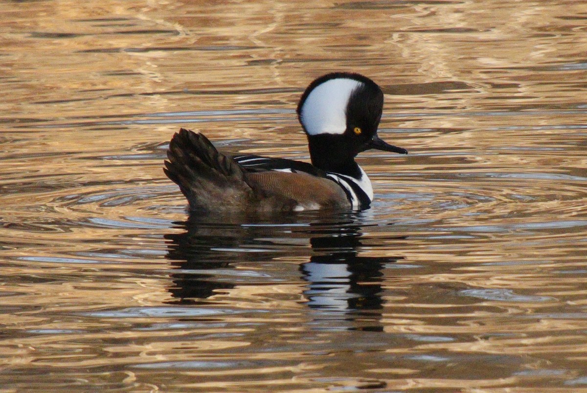 מרגון מקושט - ML630600075