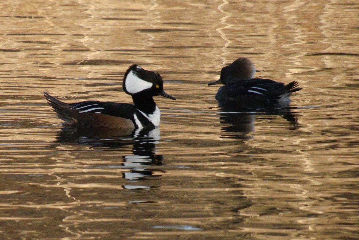מרגון מקושט - ML630600076