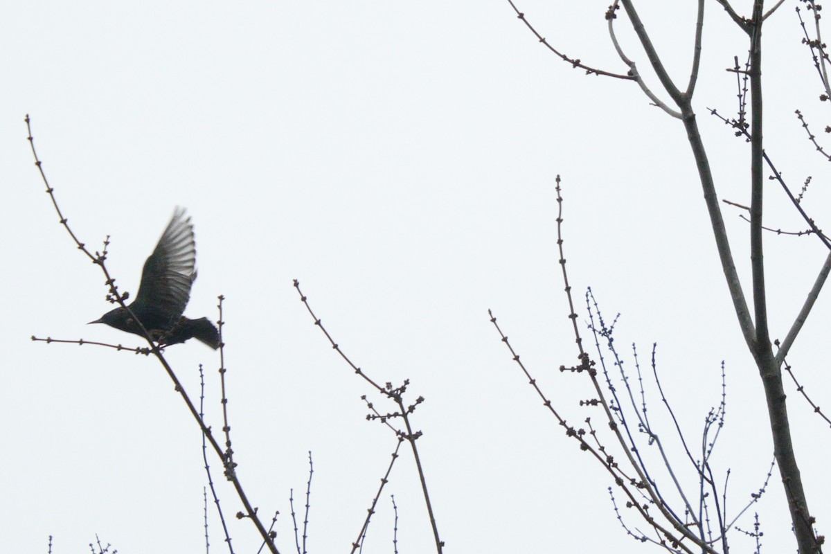 זרזיר מצוי - ML630600112