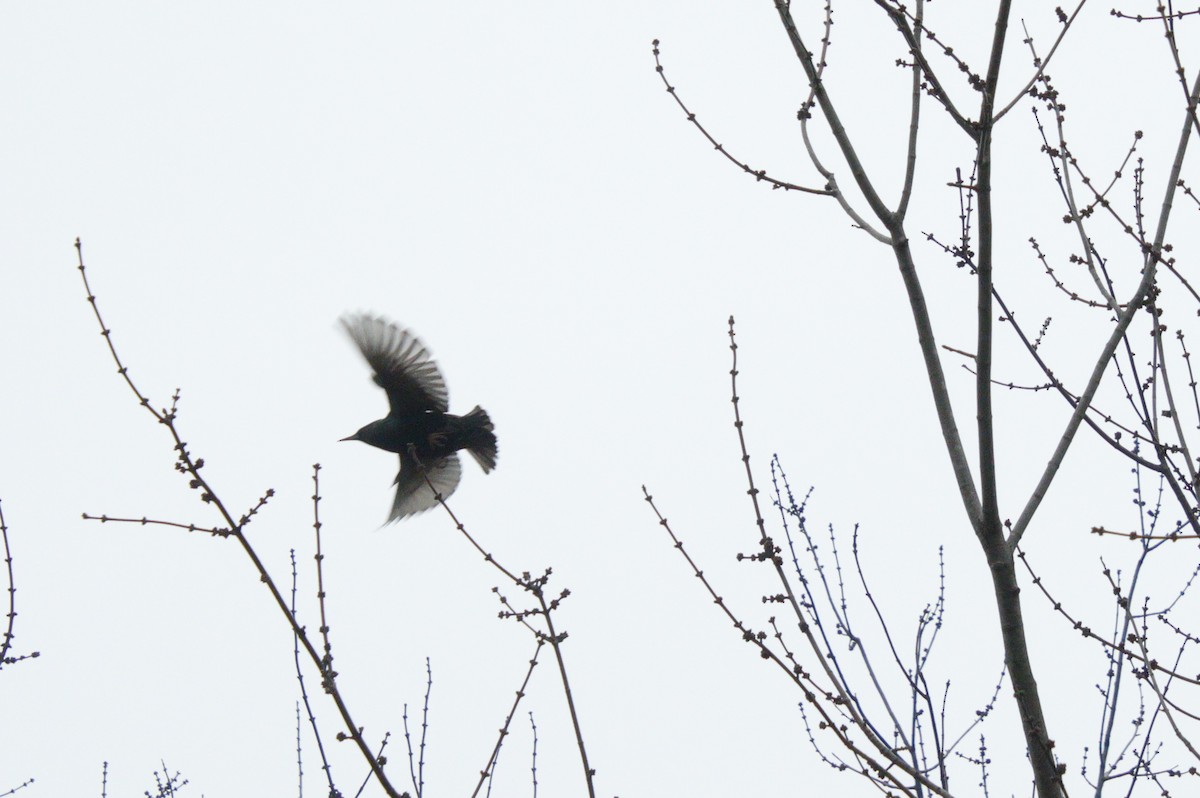 זרזיר מצוי - ML630600113