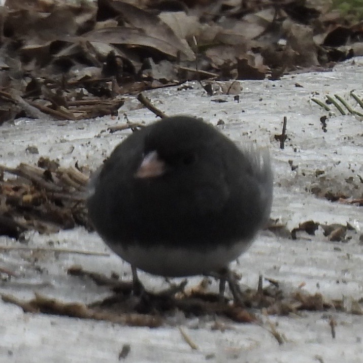 Dark-eyed Junco - ML630600117