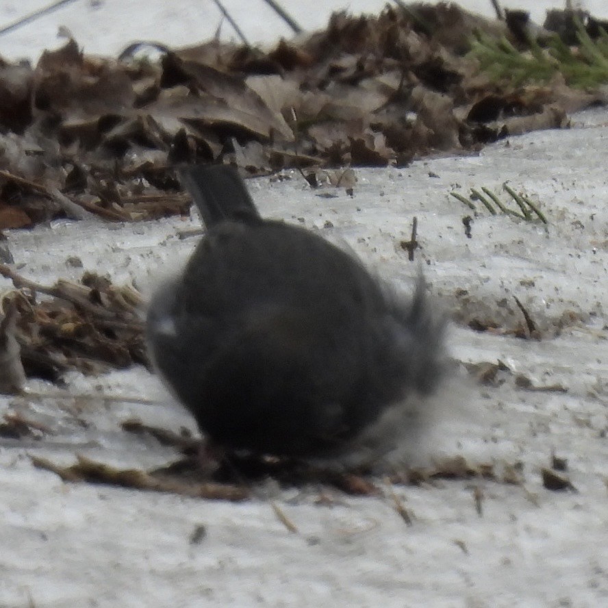 Dark-eyed Junco - ML630600118
