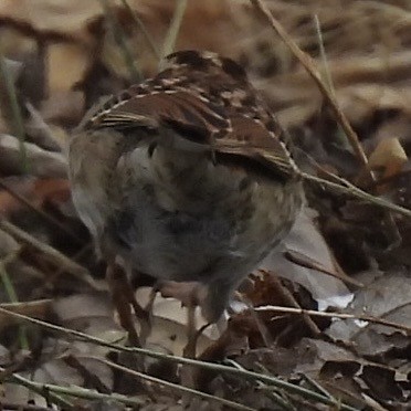 White-throated Sparrow - ML630600125
