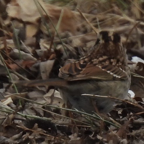 White-throated Sparrow - ML630600127