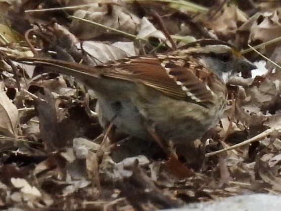 White-throated Sparrow - ML630600128