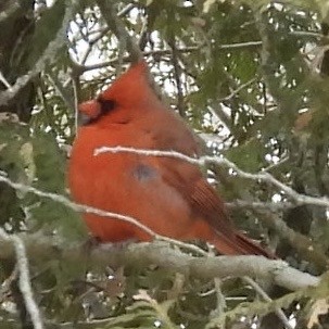 Northern Cardinal - ML630600145