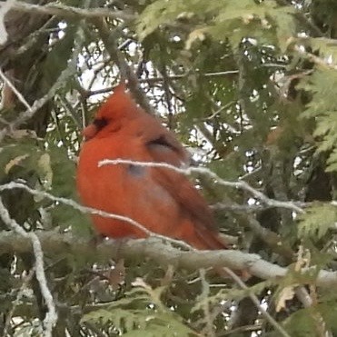 Northern Cardinal - ML630600146