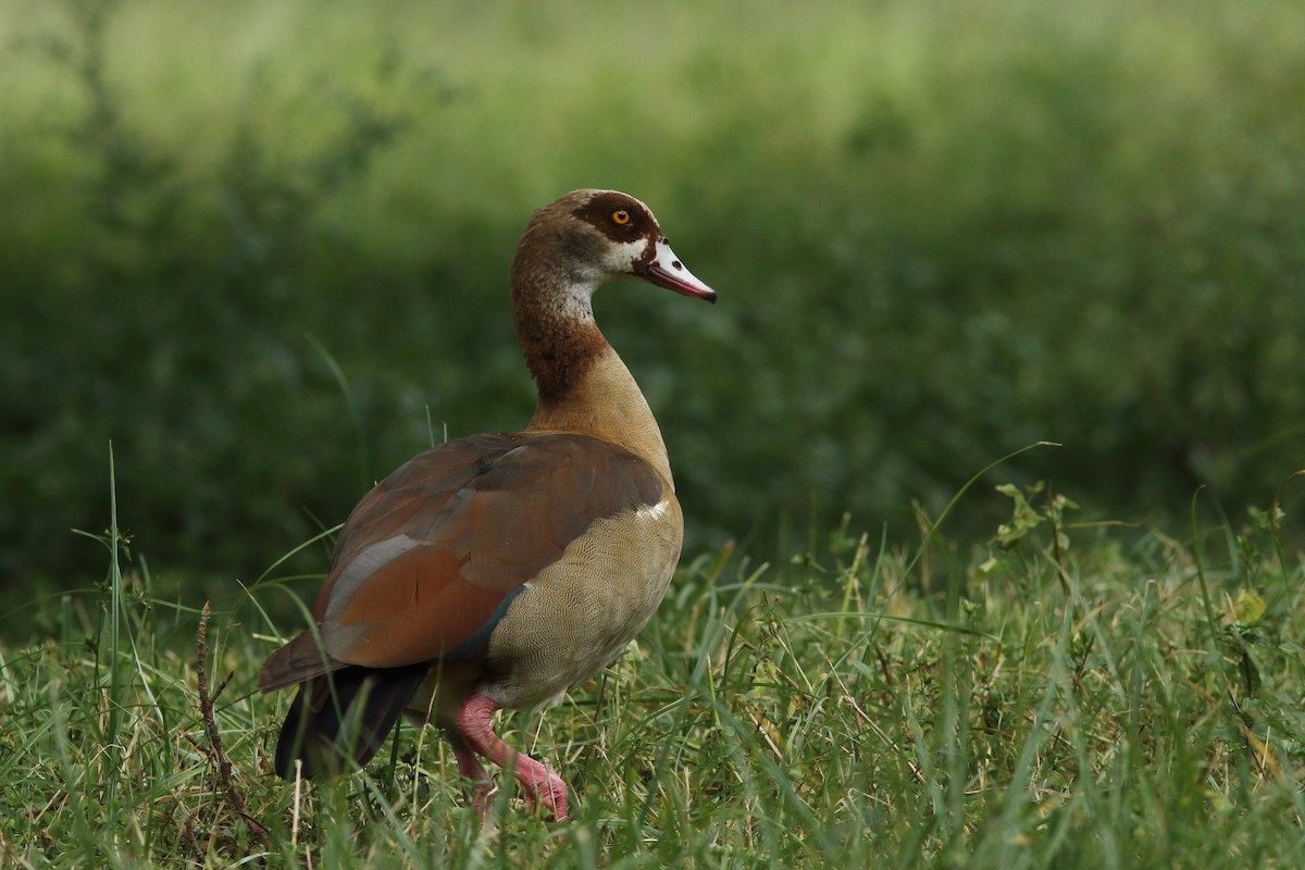 Nilgans - ML630600178