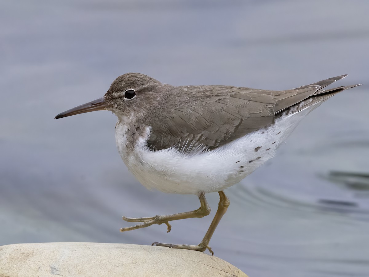 ביצנית נקודה - ML630600589