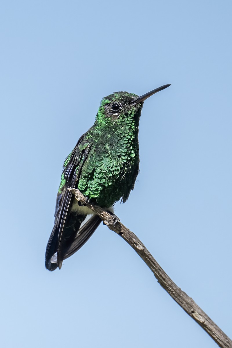 Steely-vented Hummingbird - ML630600639