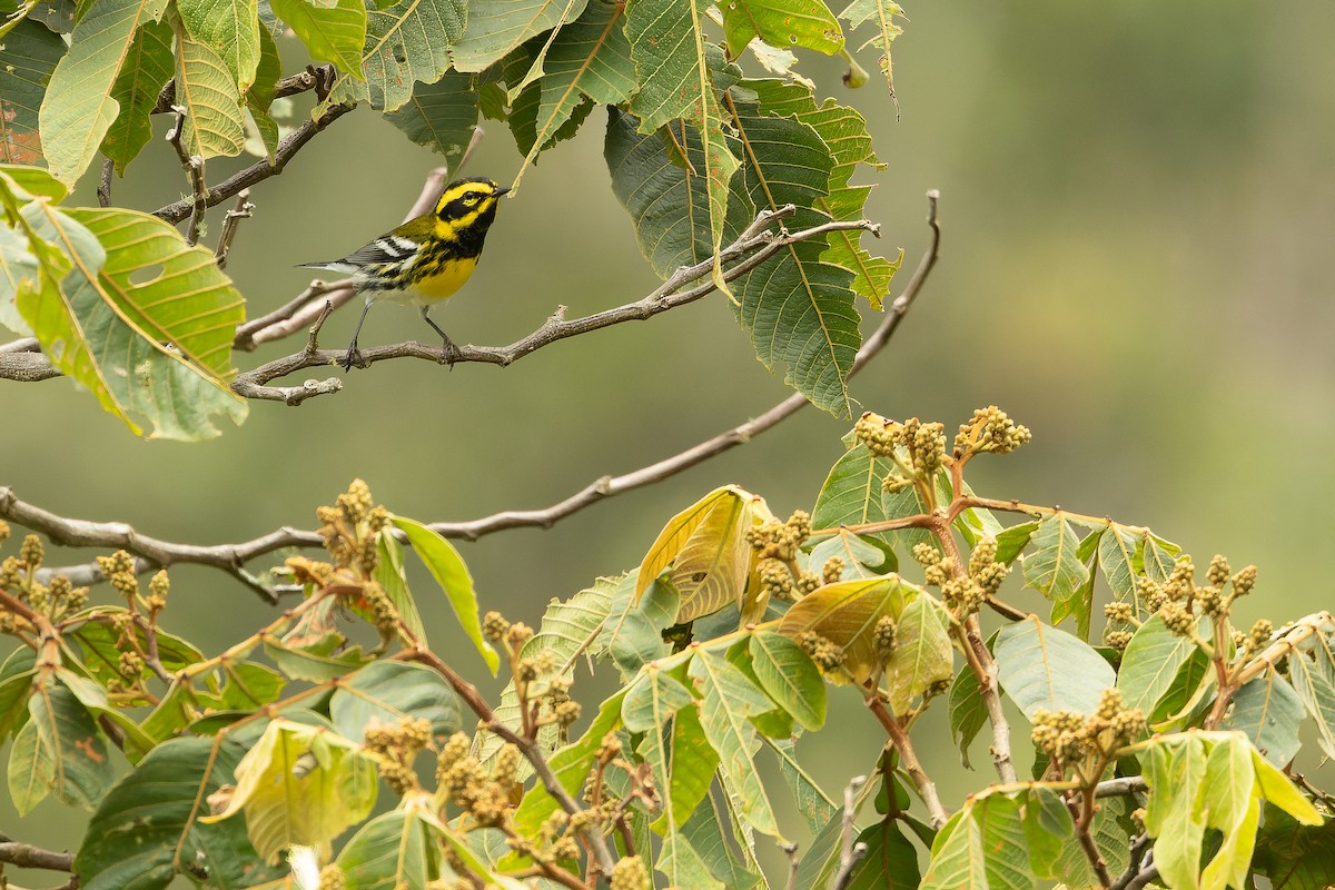 Townsend's Warbler - ML630600737