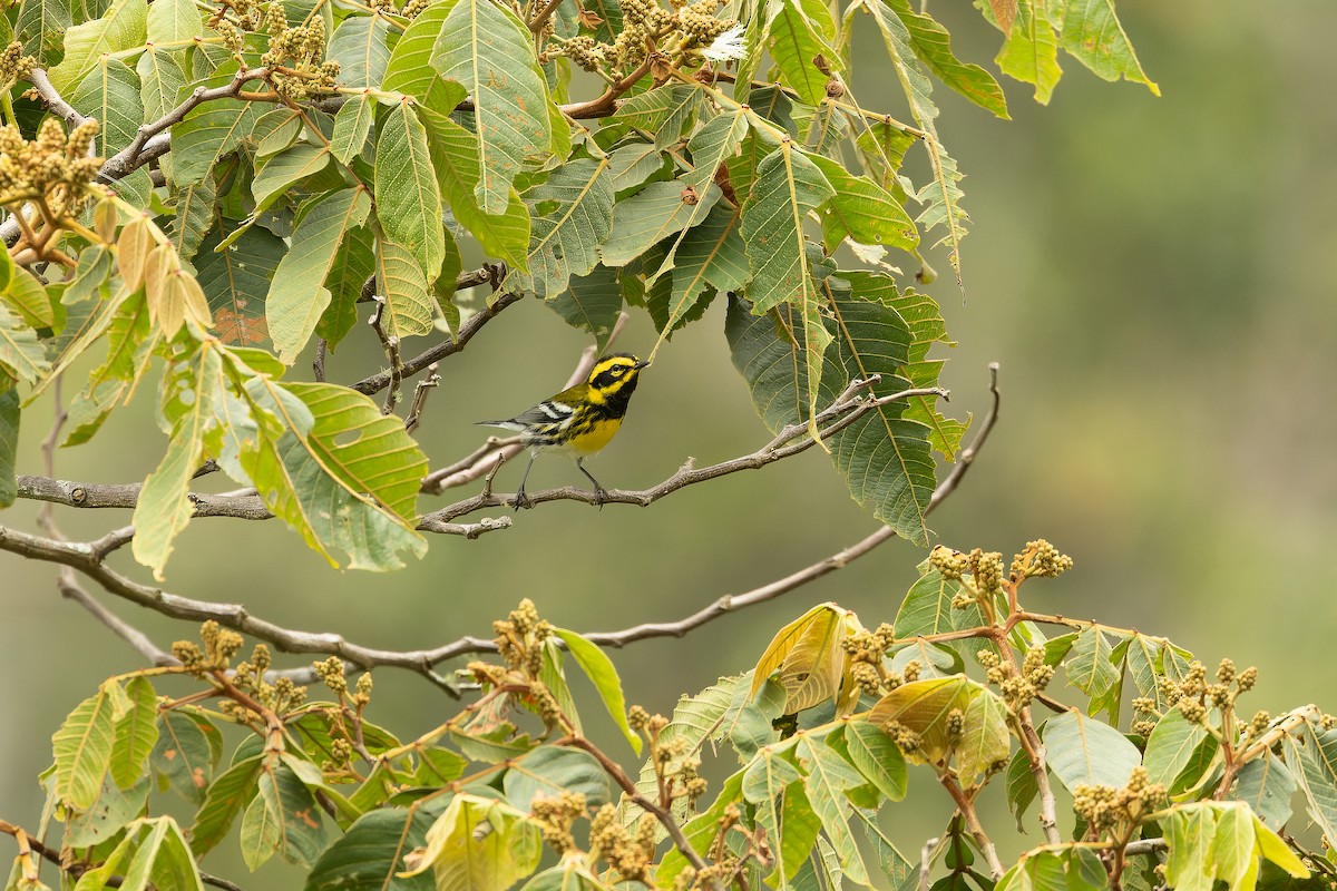 Townsend's Warbler - ML630600740