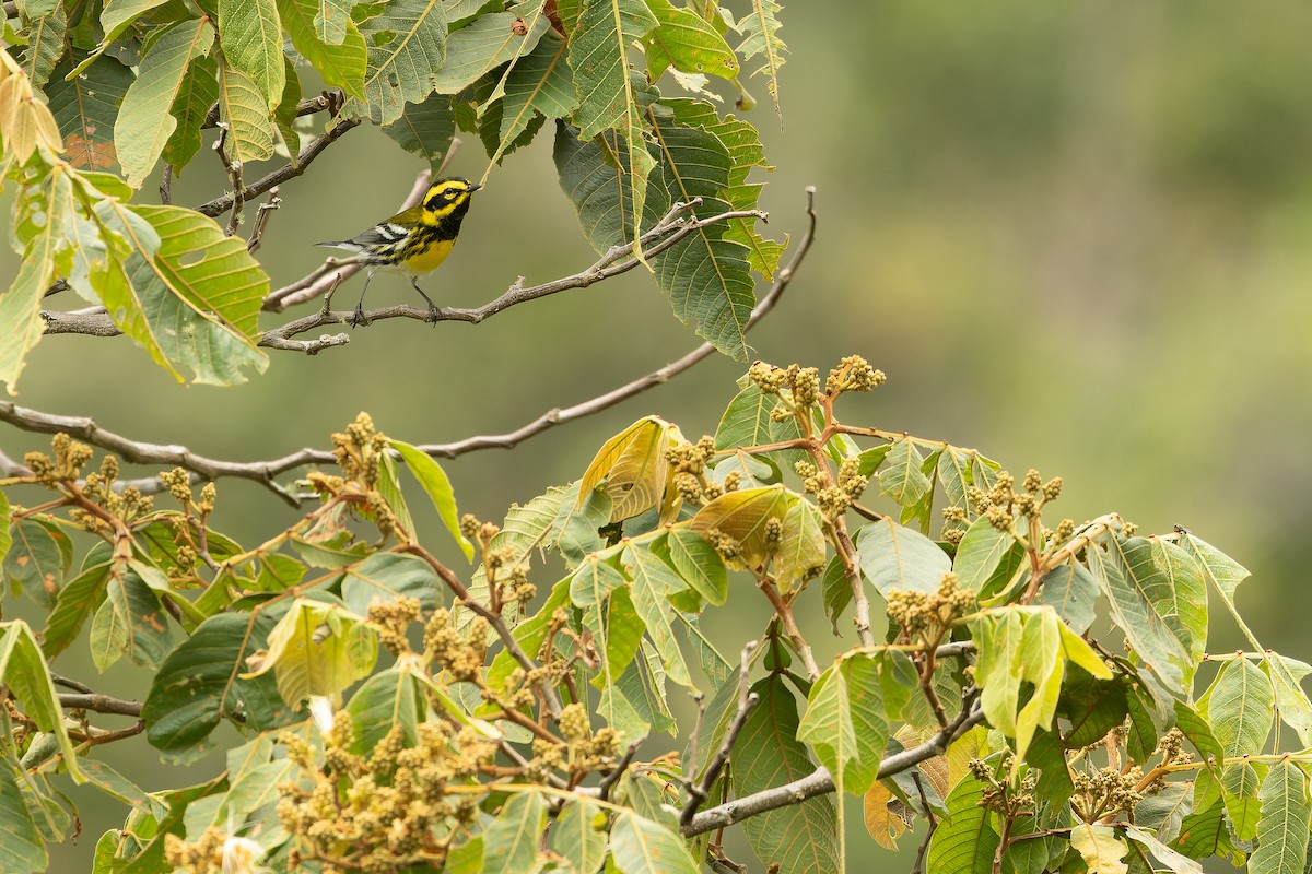 Townsend's Warbler - ML630600741