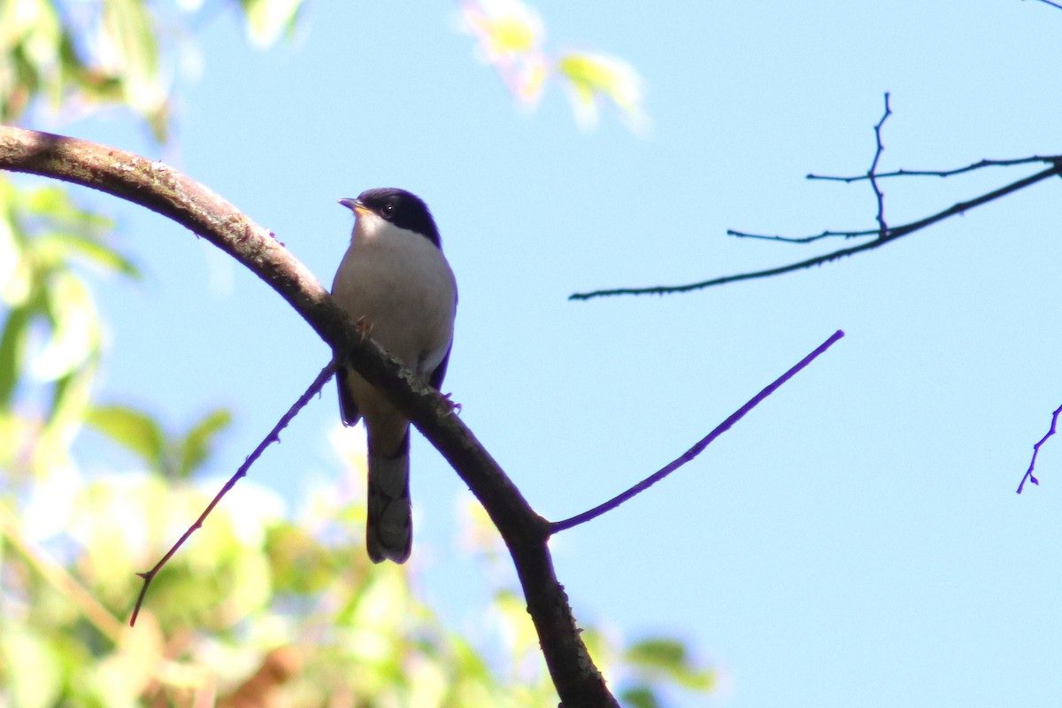 Rufous-backed Sibia (Rufous-backed) - ML630600793