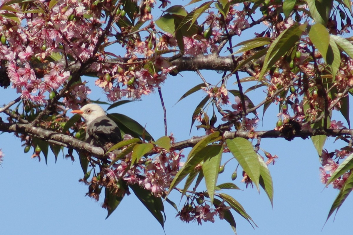 White-headed Bulbul - ML630600946