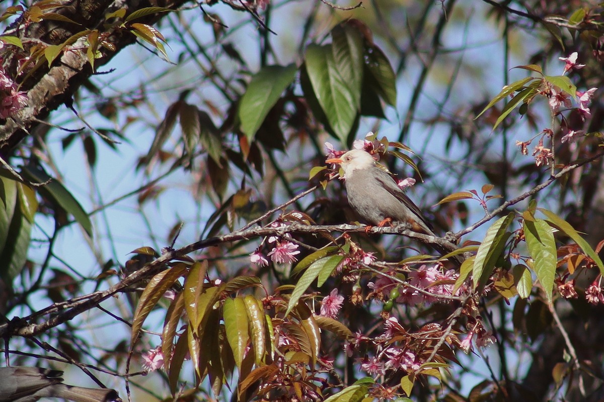 White-headed Bulbul - ML630600947
