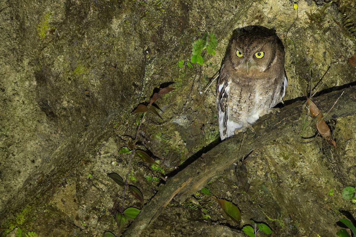 Middle American Screech-Owl (Middle American) - ML630600971