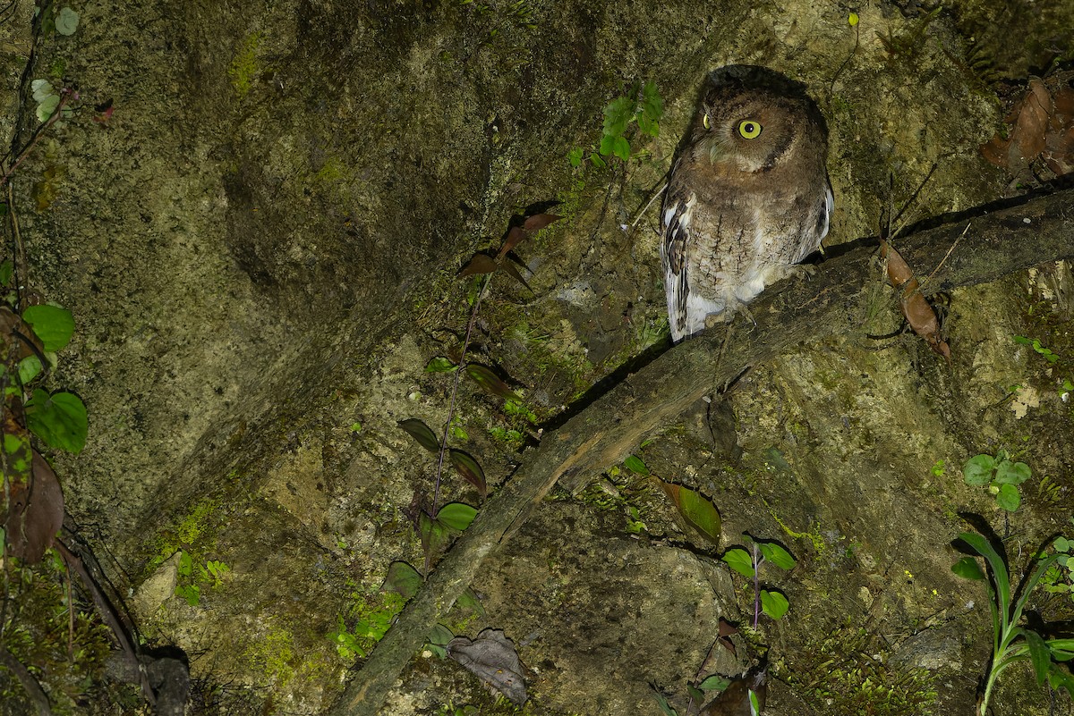 Middle American Screech-Owl (Middle American) - ML630600972