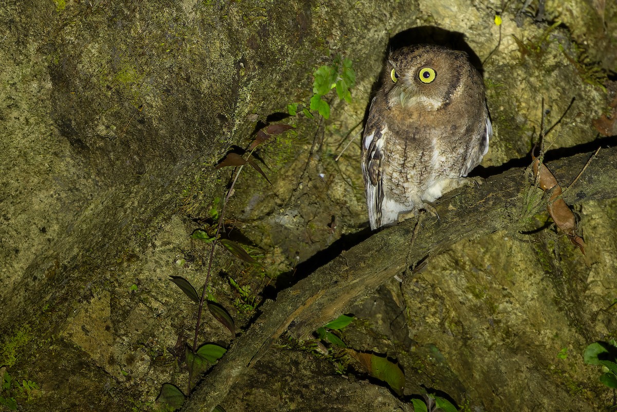Middle American Screech-Owl (Middle American) - ML630600973