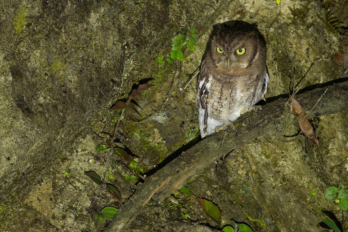 Middle American Screech-Owl (Middle American) - ML630600975