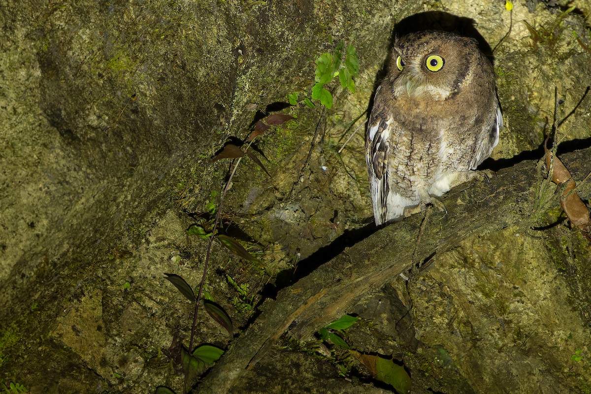 Middle American Screech-Owl (Middle American) - ML630600976