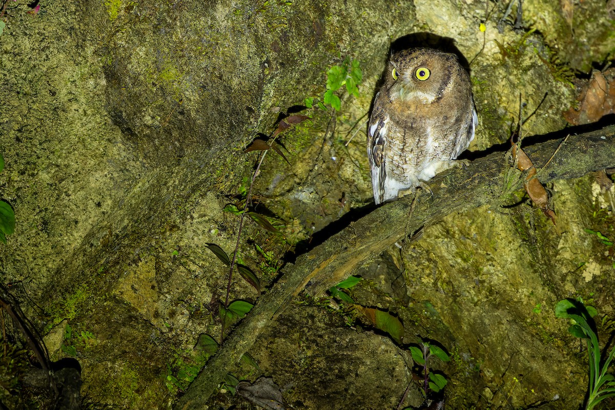 Middle American Screech-Owl (Middle American) - ML630600977