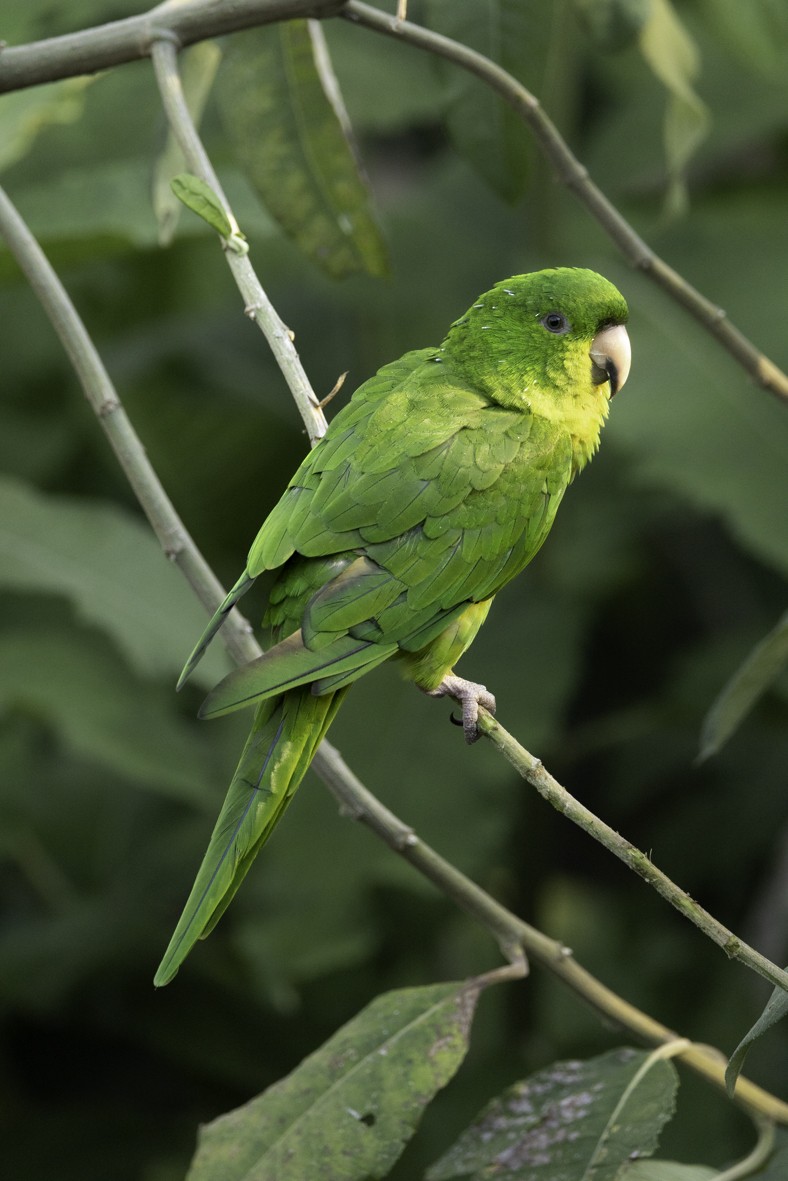 Pacific Parakeet - ML630601063
