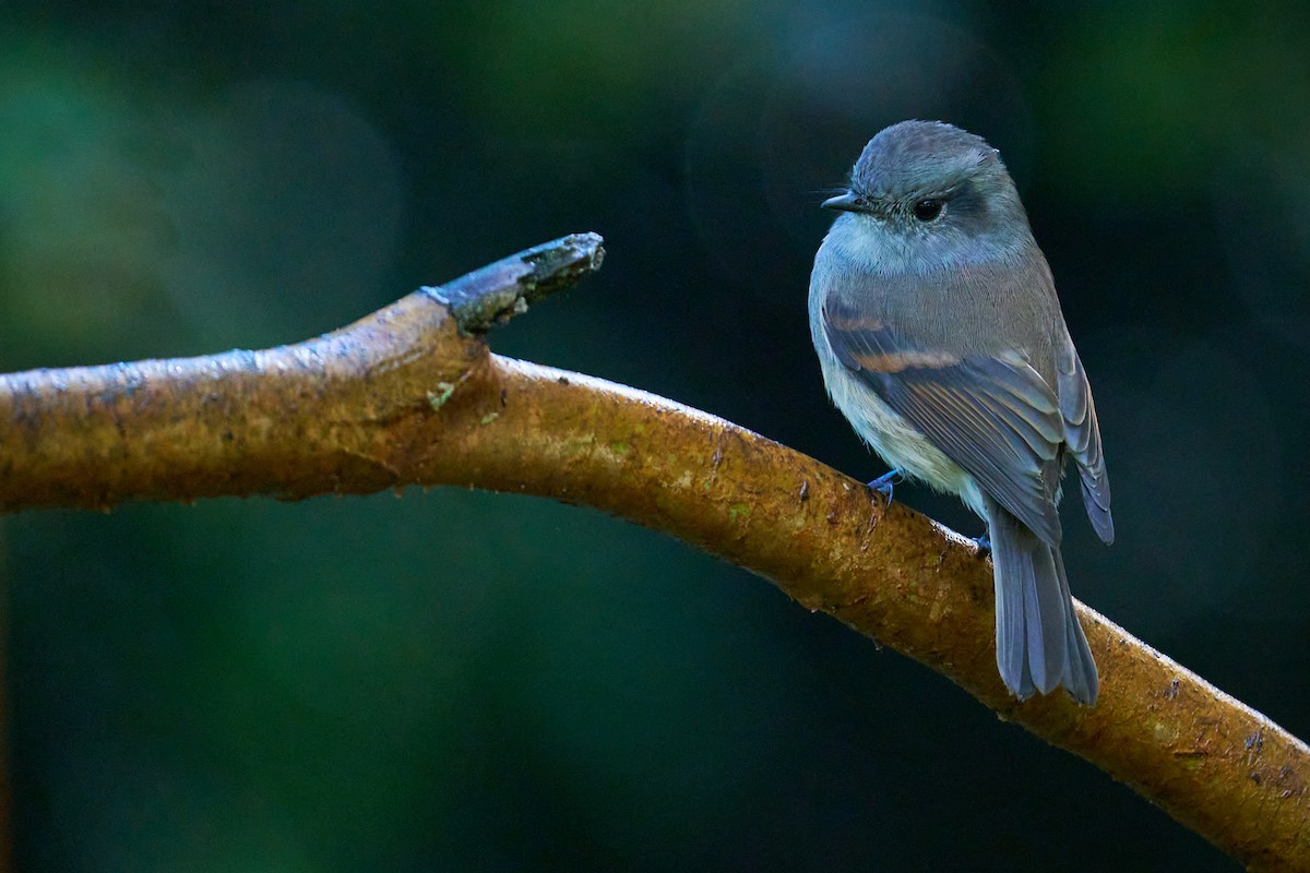 Patagonian Tyrant - ML630601404