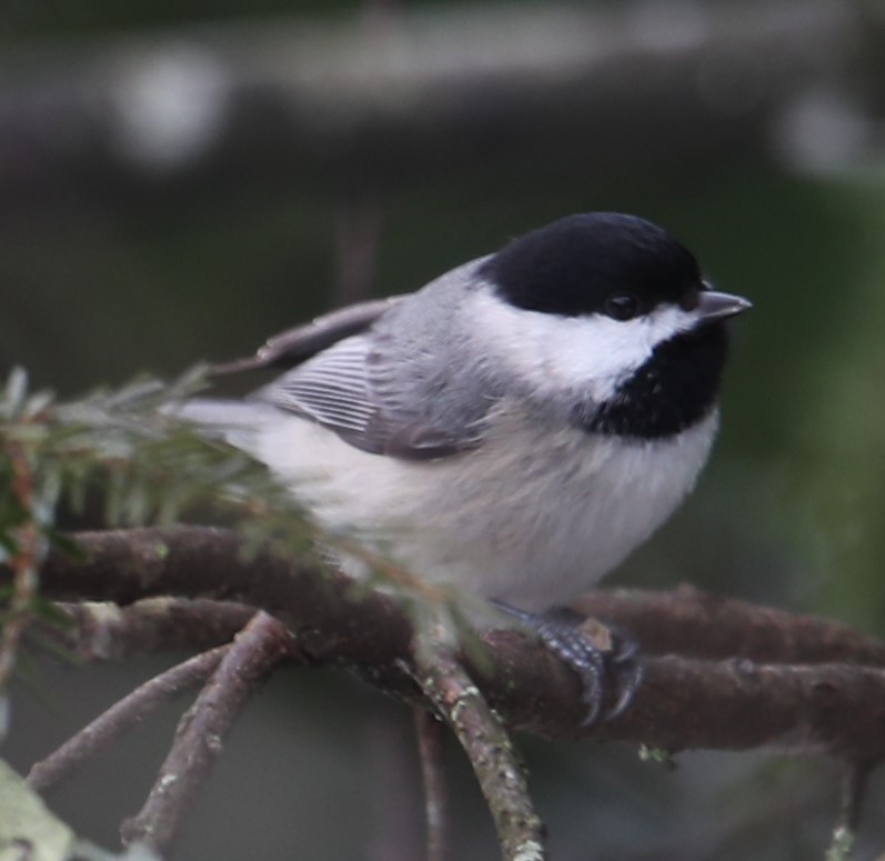 Mésange de Caroline - ML630601460