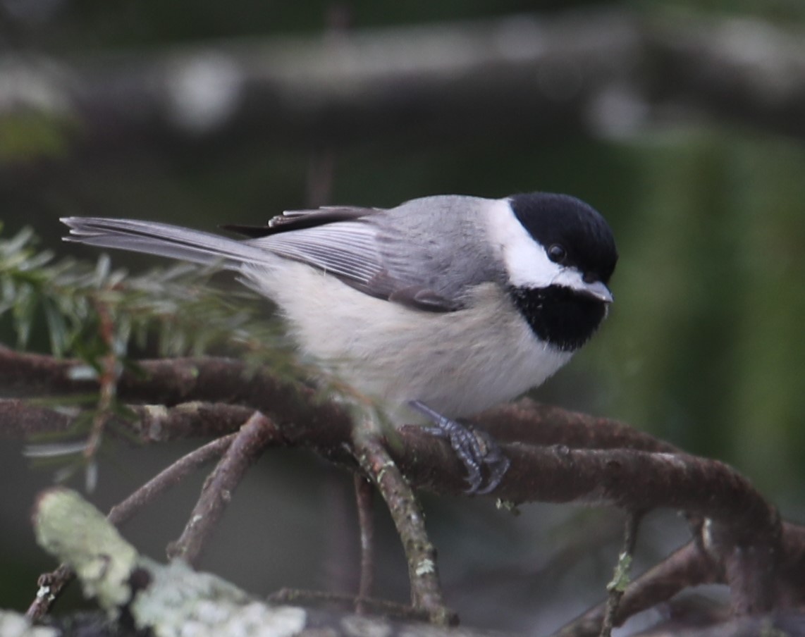 Mésange de Caroline - ML630601462
