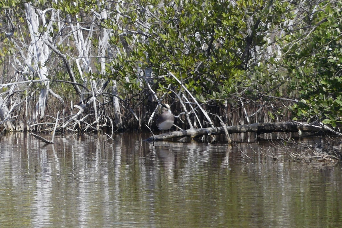 American Wigeon - ML630601660