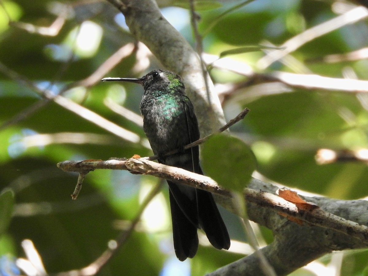 Cuban Emerald - ML630601700