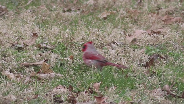 Cardinal rouge - ML630601727
