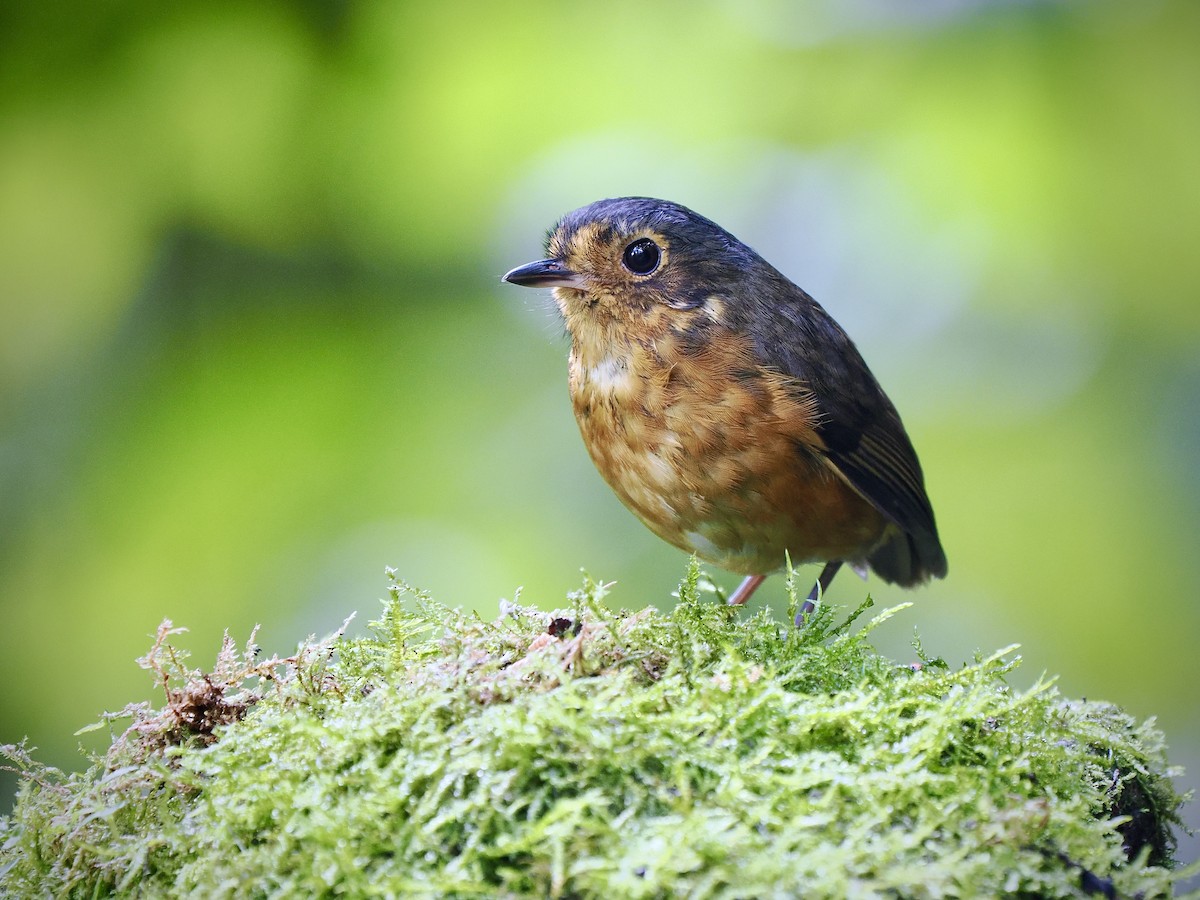 Slate-crowned Antpitta (Slate-crowned) - ML630602045