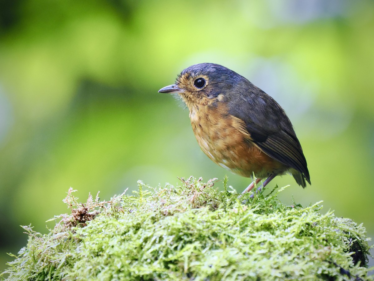 Slate-crowned Antpitta (Slate-crowned) - ML630602050
