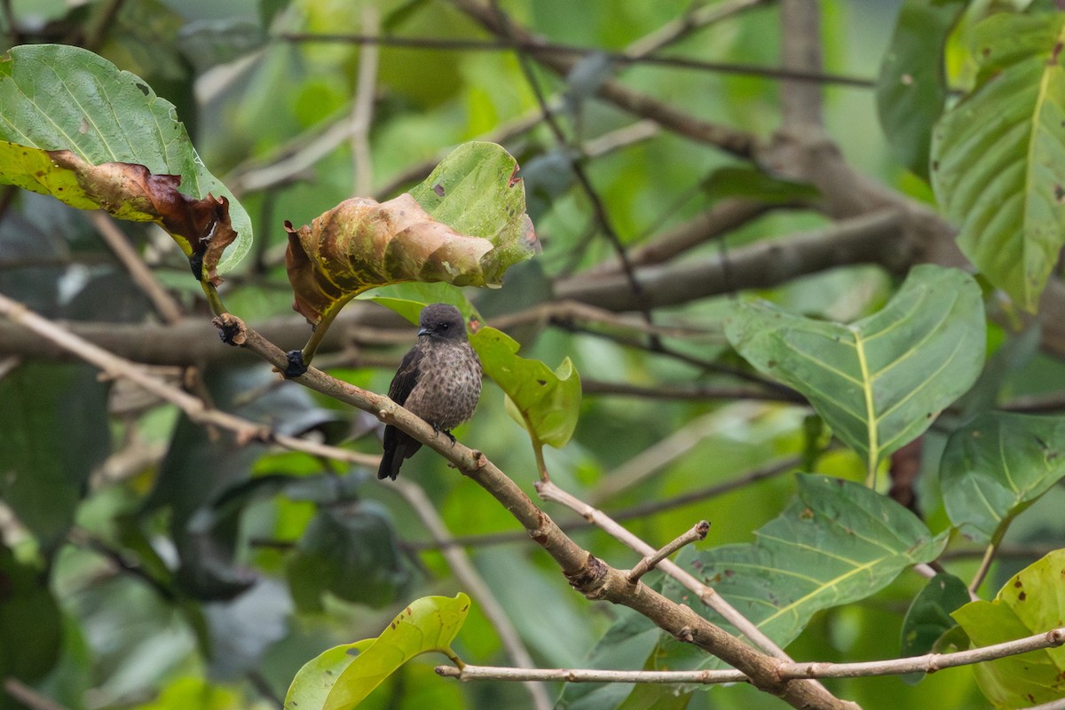 Sooty Flycatcher - ML630602091