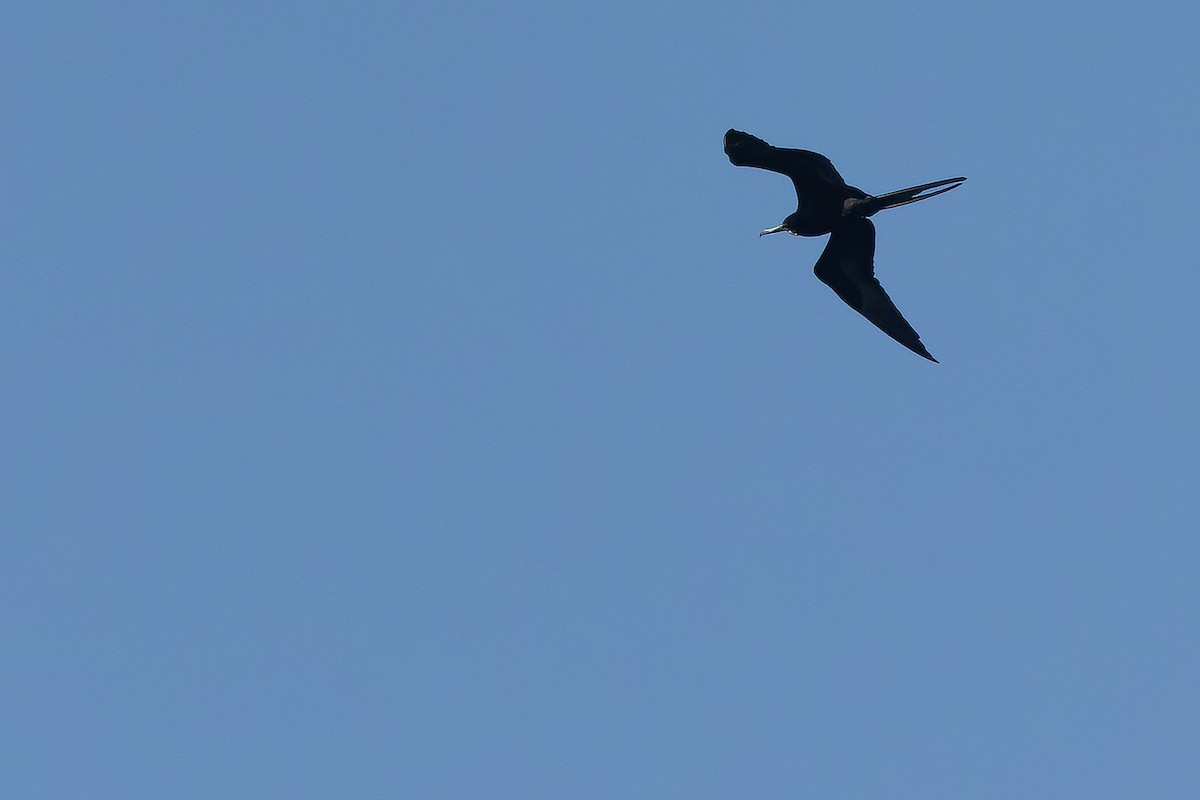 Magnificent Frigatebird - ML630602162