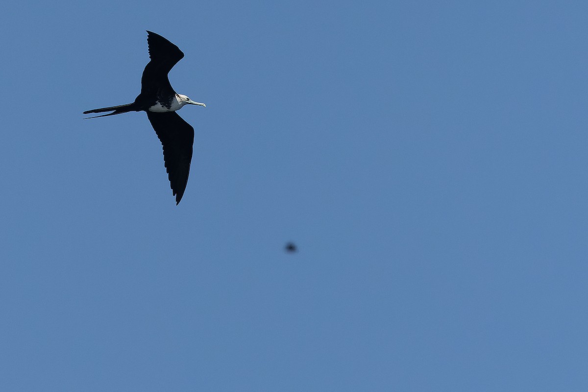 Magnificent Frigatebird - ML630602163
