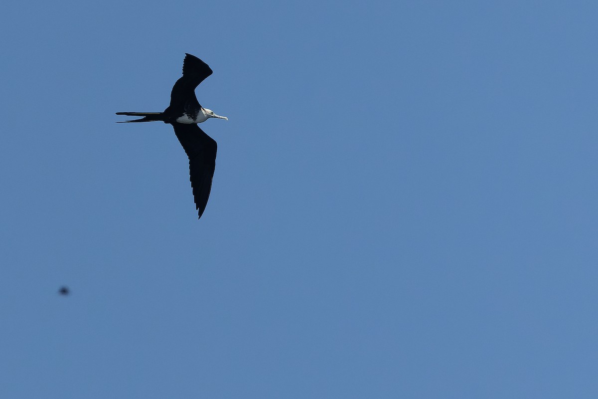 Magnificent Frigatebird - ML630602164