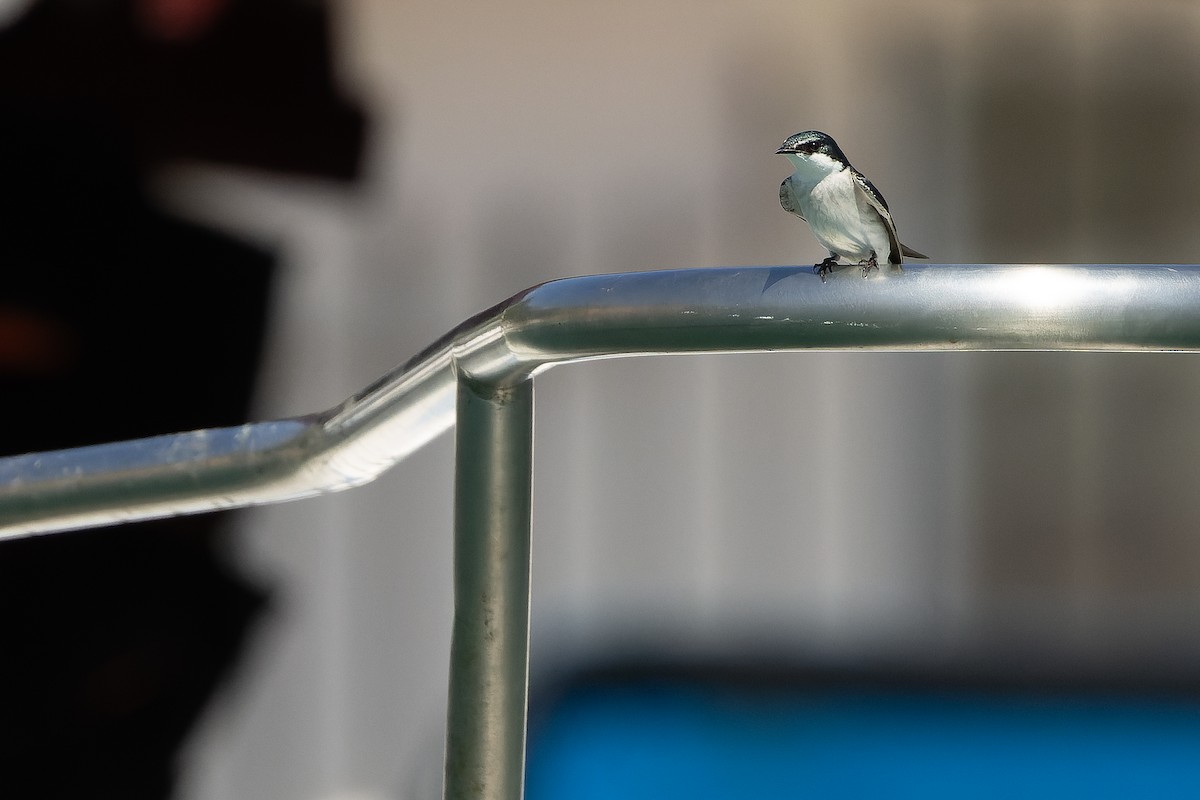 Mangrove Swallow - ML630602175