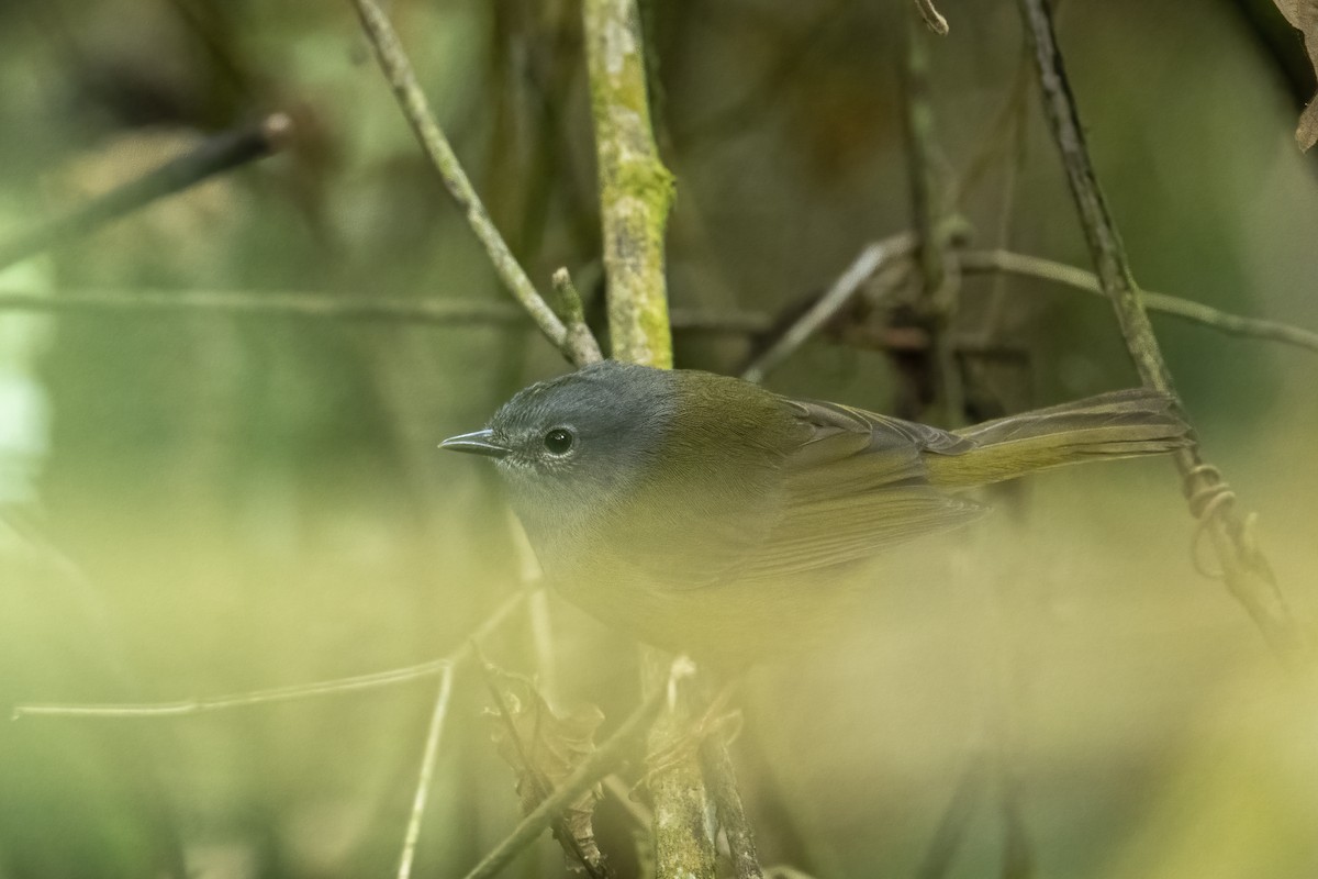 Gray-throated Warbler - ML630602179