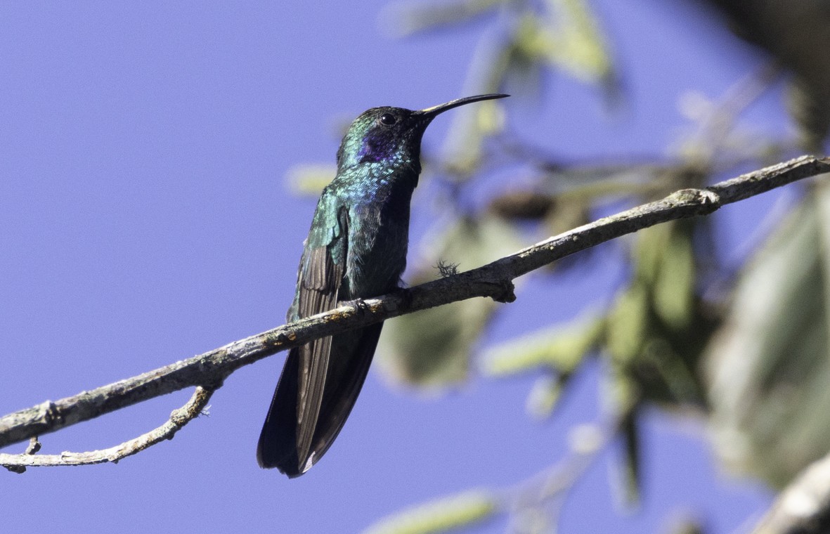 Mexiko-Veilchenohrkolibri - ML630602231