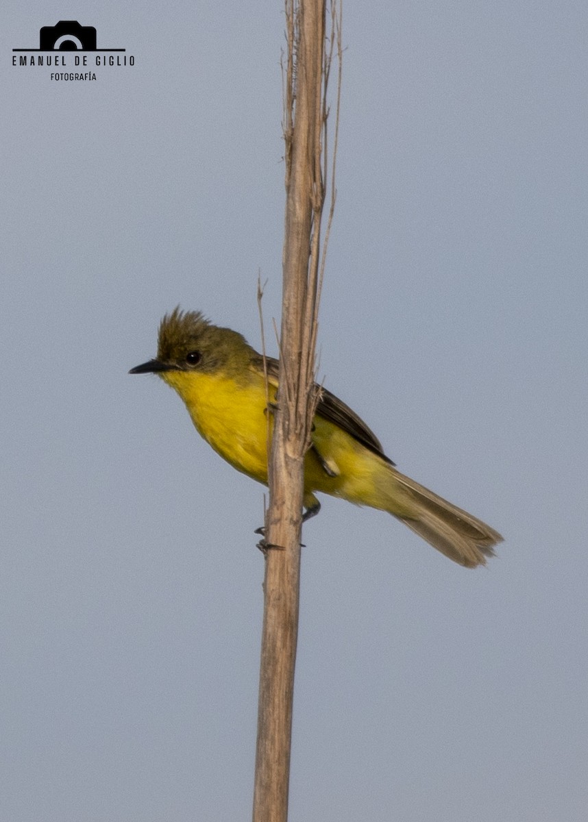 Subtropical Doradito - ML630602414